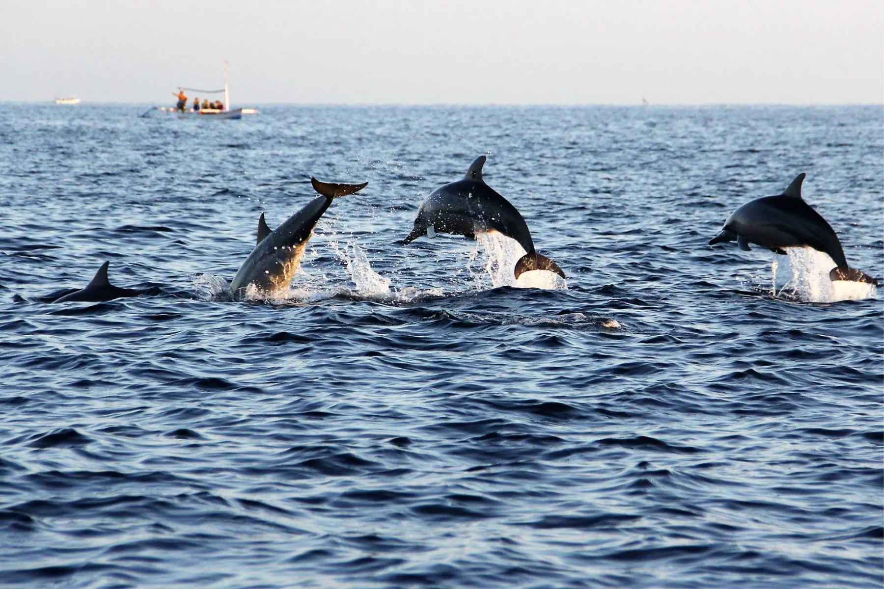 Dolphin, Sunset & Coastal Tours