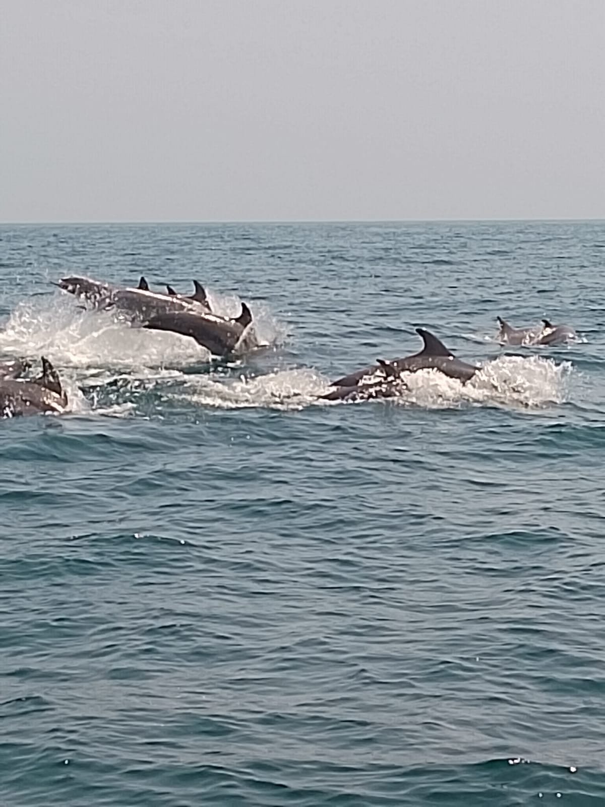 Dolphin trip image 2