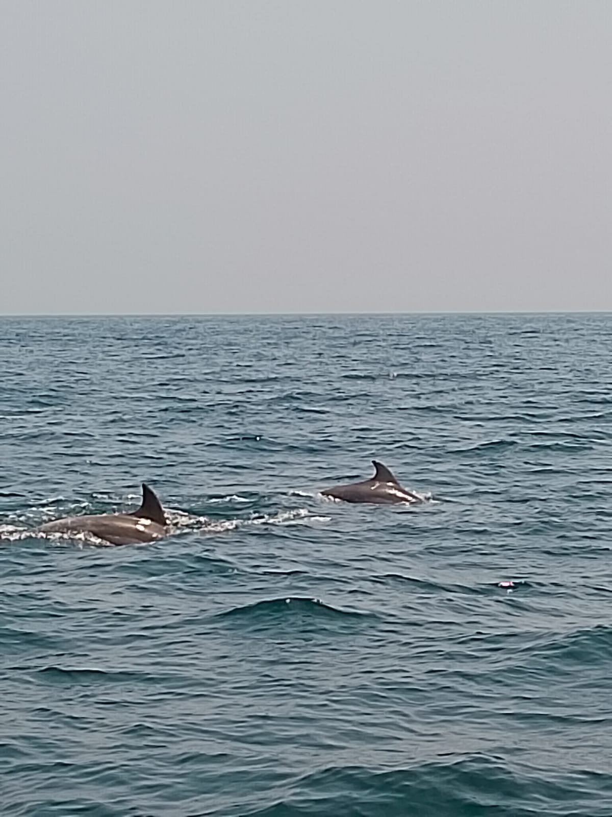Dolphin trip image 3