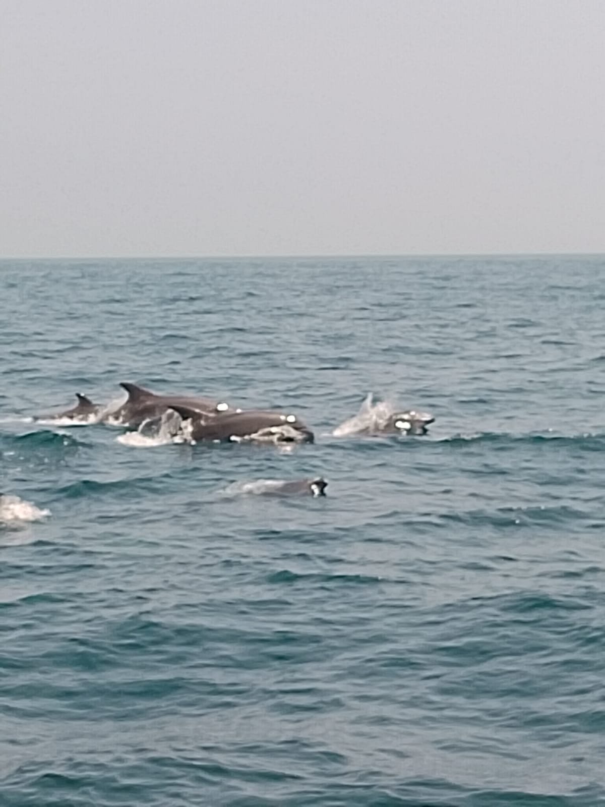 Guests spotting dolphins at sea