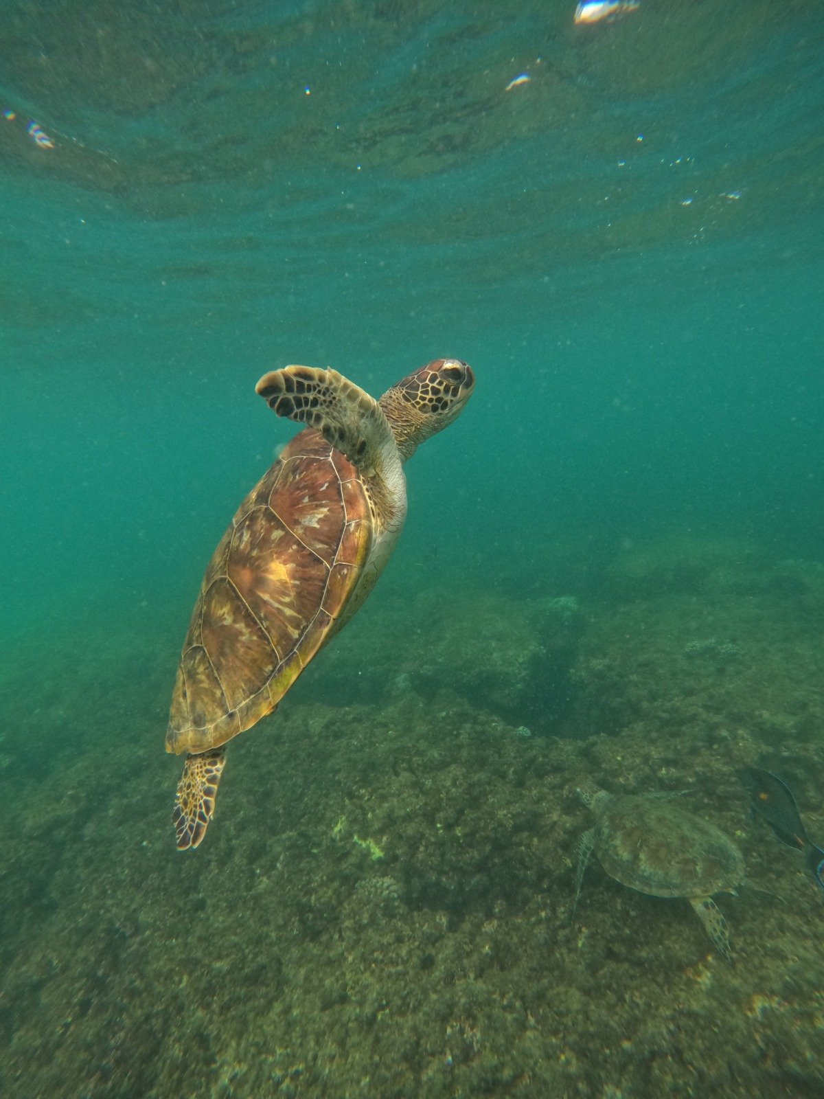 Sea turtle encounter during a trip